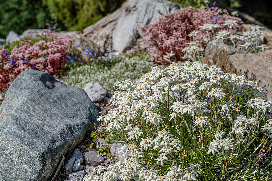 Rock garden with edelweiss flowers in the botanical alpine garden 'Alpinum' on the Schatzalp near Davos, Grisons, Switzerland