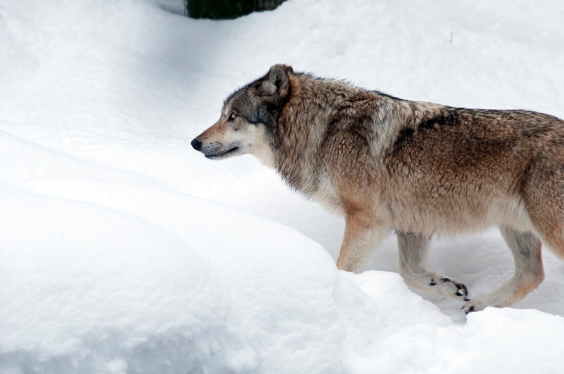 Grauer Wolf im Schnee (Canis lupus).