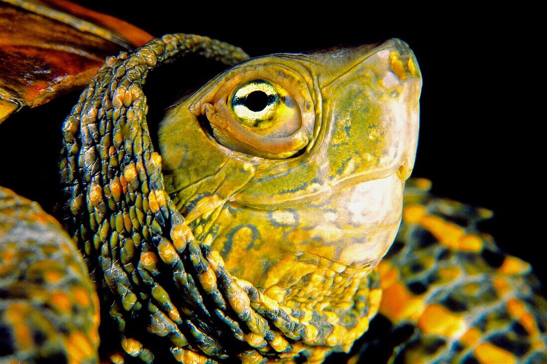 Süßwasserflüsse. Mittelmeer-Sumpfschildkröte, maurische Schildkröte, spanische Sumpfschildkröte (Mauremys leprosa). Avia-Fluss. Pontevedra. Galicien. Spanien. Europa.