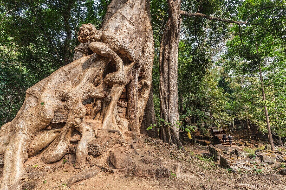 Cambodia,Angkor,Angkor Thom,Phimeanakas Palace ruins,tree.