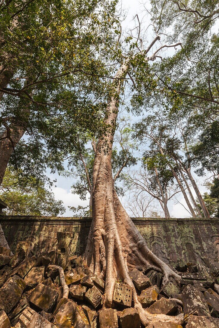 Cambodia,Angkor,Ta Prohm,temple tree.