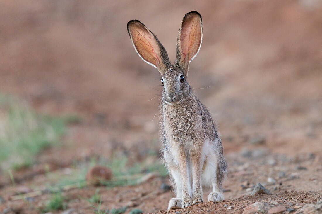 South Africa,Private reserve,Scrub hare (Lepus saxatilis).
