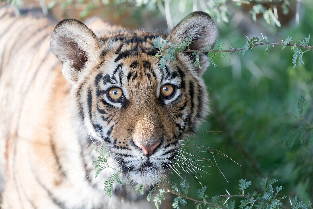 Südafrika, Private Reserve, Asiatischer (Bengalischer) Tiger (Panthera Tigris Tigris), Junge 6 Monate alt, Ausruhen.