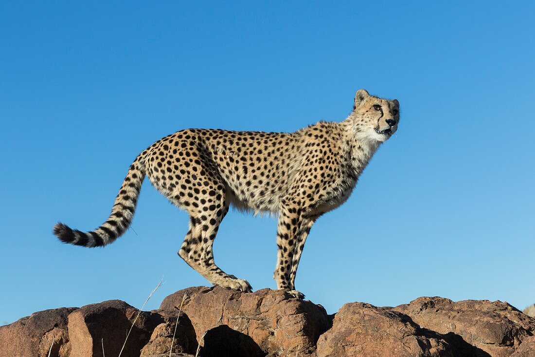 Afrique du Sud,Reserve privee,Guepard (Acinonyx jubatus),se deplacant / South Africa,Private reserve,Cheetah (Acinonyx jubatus),walking.