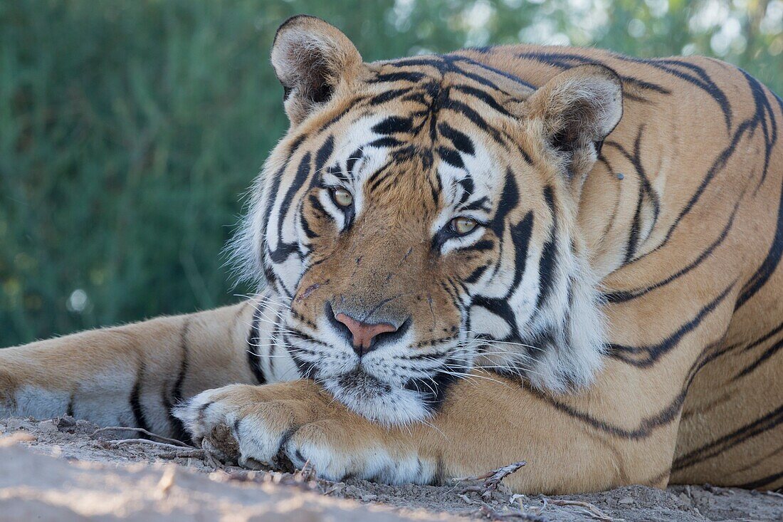 Südafrika, Private Reserve, Asiatischer (Bengalischer) Tiger (Panthera Tigris Tigris), ruhen.