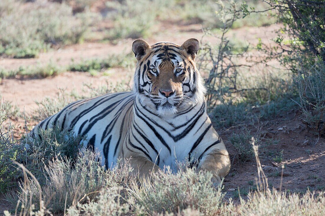 Südafrika, Privates Reservat, Asiatischer (Bengalischer) Tiger (Panthera tigris tigris), ruhend.