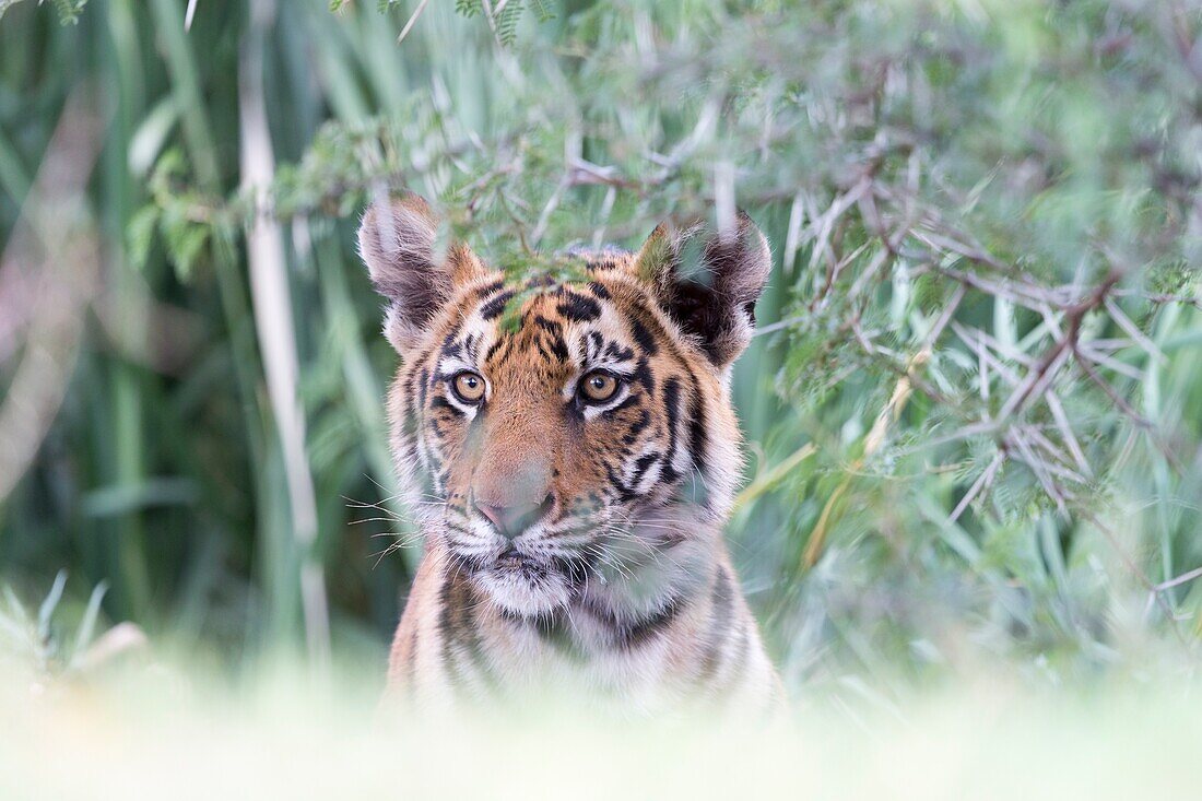 South Africa,Private reserve,Asian (Bengal) Tiger (Panthera tigris tigris),resting.