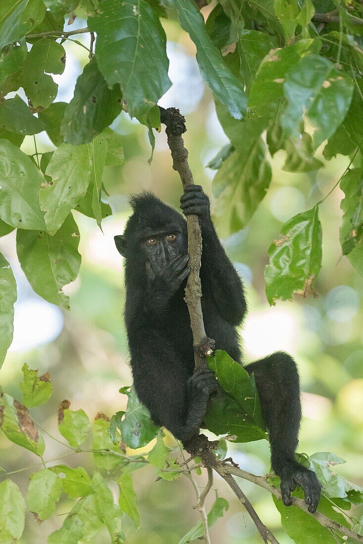 Asia,Indonesia,Celebes,Sulawesi,Tangkoko National Park,. Celebes crested macaque or crested black macaque,Sulawesi crested macaque,or the black ape (Macaca nigra),Young.