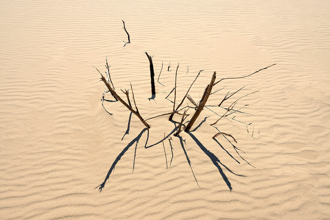 Sand dune and dead branches, Royal National Park, NSW, Australia