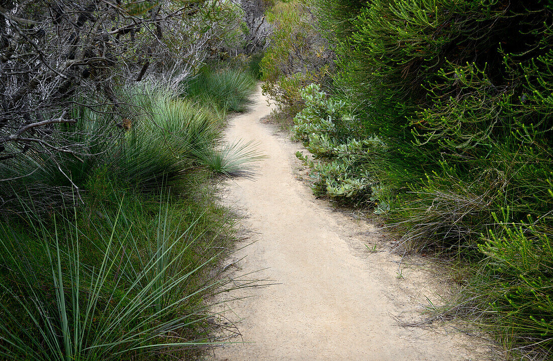 Park Trail und einheimische Vegetation, Royal National Park, NSW, Australien