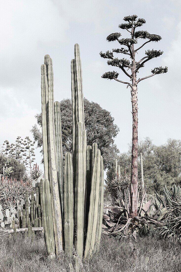 Die alte Kaktusranch, Südaustralien