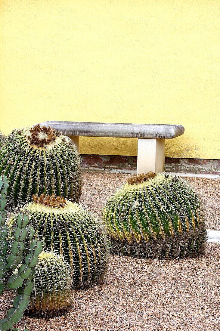 Golden Barrel Cactus Echinocactus grusonii, Reverie garden, Sydney
