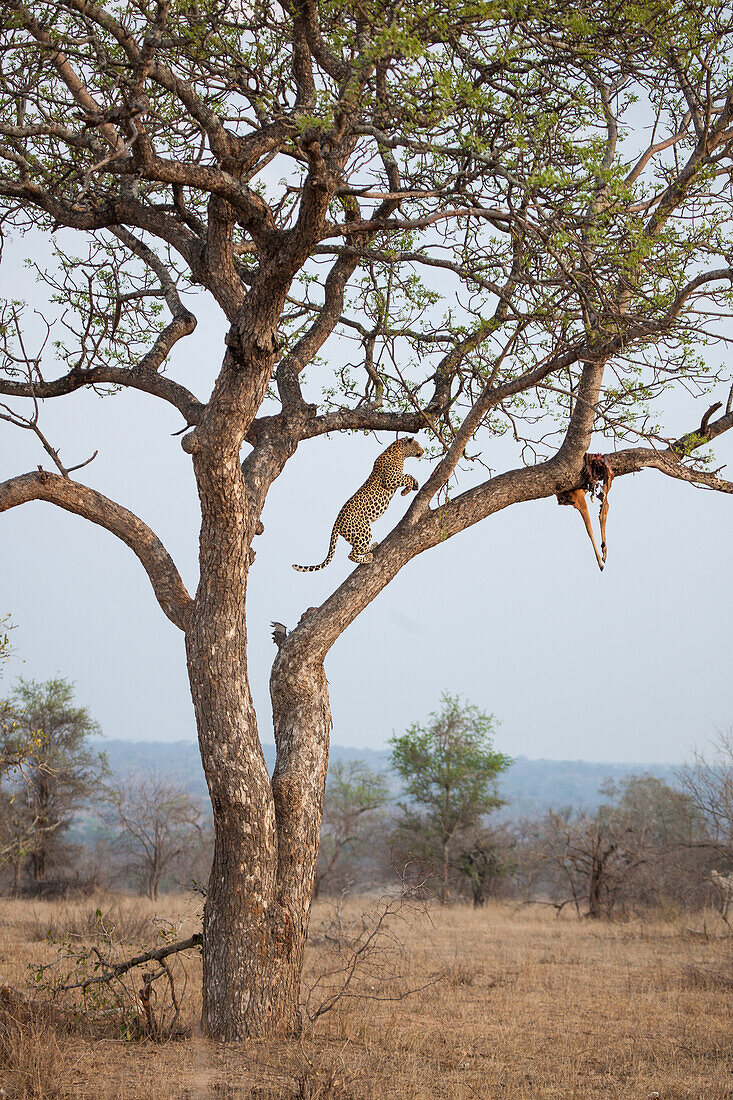 A leopard jumps on a branch in a tree to reach its kill