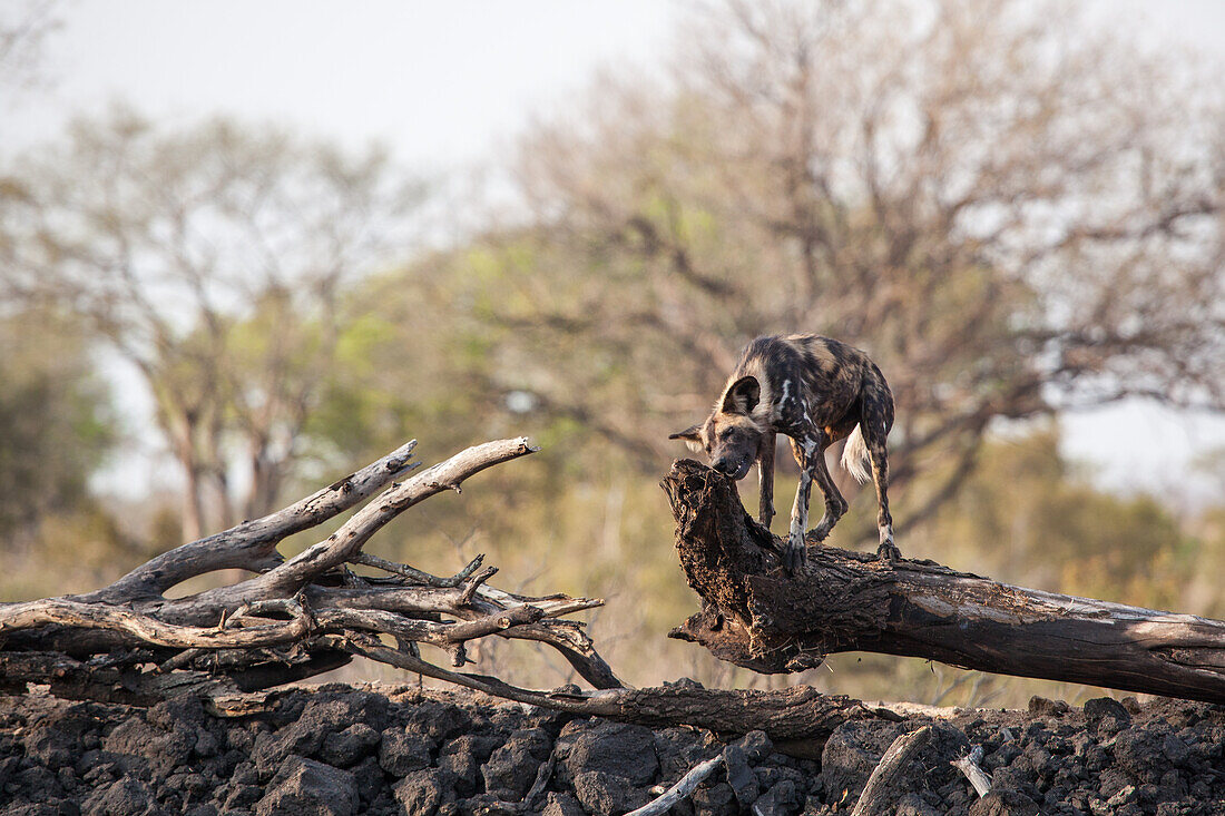 Ein wilder Hund, Lycaon pictus, steht auf einem Baumstamm und kaut an einem seiner Enden