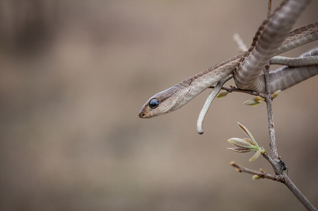 A Boomslang, Dispholidus typus, watches out from a tree