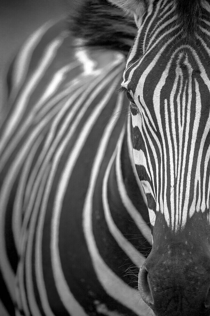 A zebra, Equus quagga