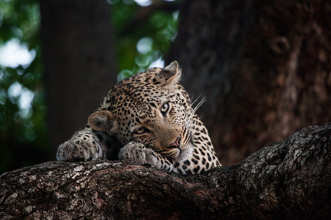 Ein Leopard, Panthera pardus, liegt in einem Baum und legt seinen Kopf auf seine Pfoten