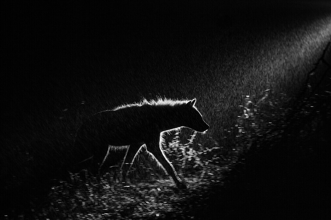 Eine gefleckte Hyäne, Crocuta crocuta, geht in der Dunkelheit spazieren, von hinten beleuchtet von einem Scheinwerfer
