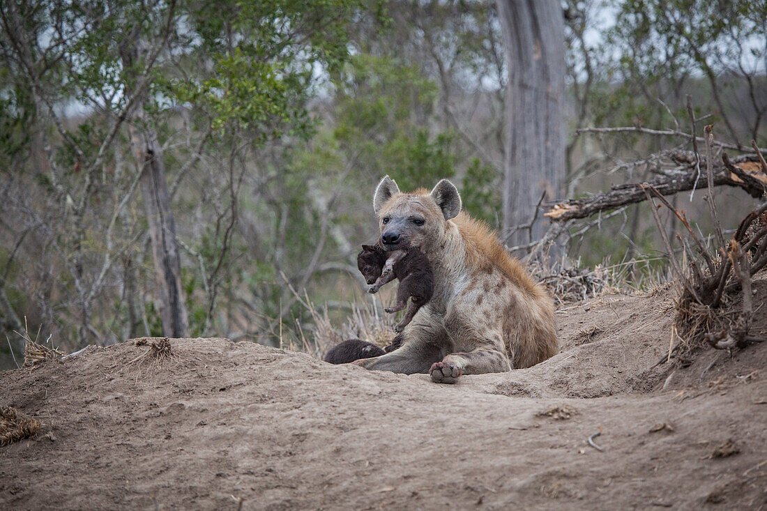 A spotted hyena, Crocuta crocuta, lies down and holds on of her cubs in her mouth