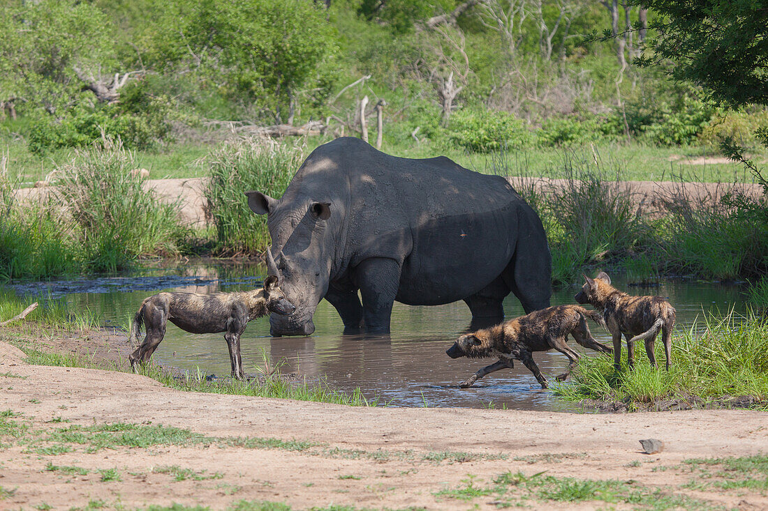 A white rhino, Ceratotherium simum, stands in a mud wallow