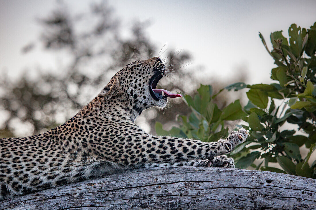 Ein Leopard, Panthera pardus, liegt auf einem Baumstamm und gähnt und streckt die Pfoten aus