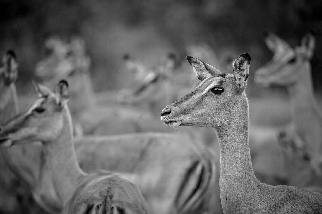 Herde von Impalas, Aepyceros Melampus, stehen mit erhobenem Kopf