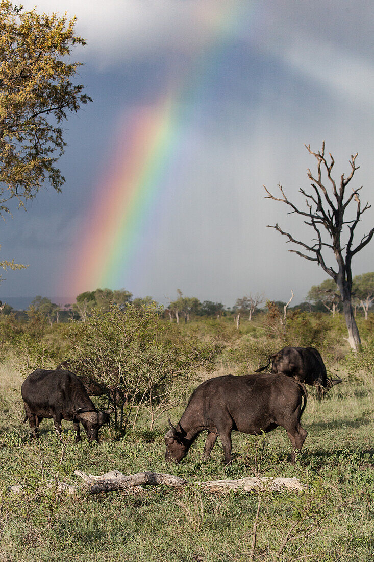 Büffelherde, Syncerus caffer, grasen auf kurzem grünem Gras, Regenbogen am Himmel