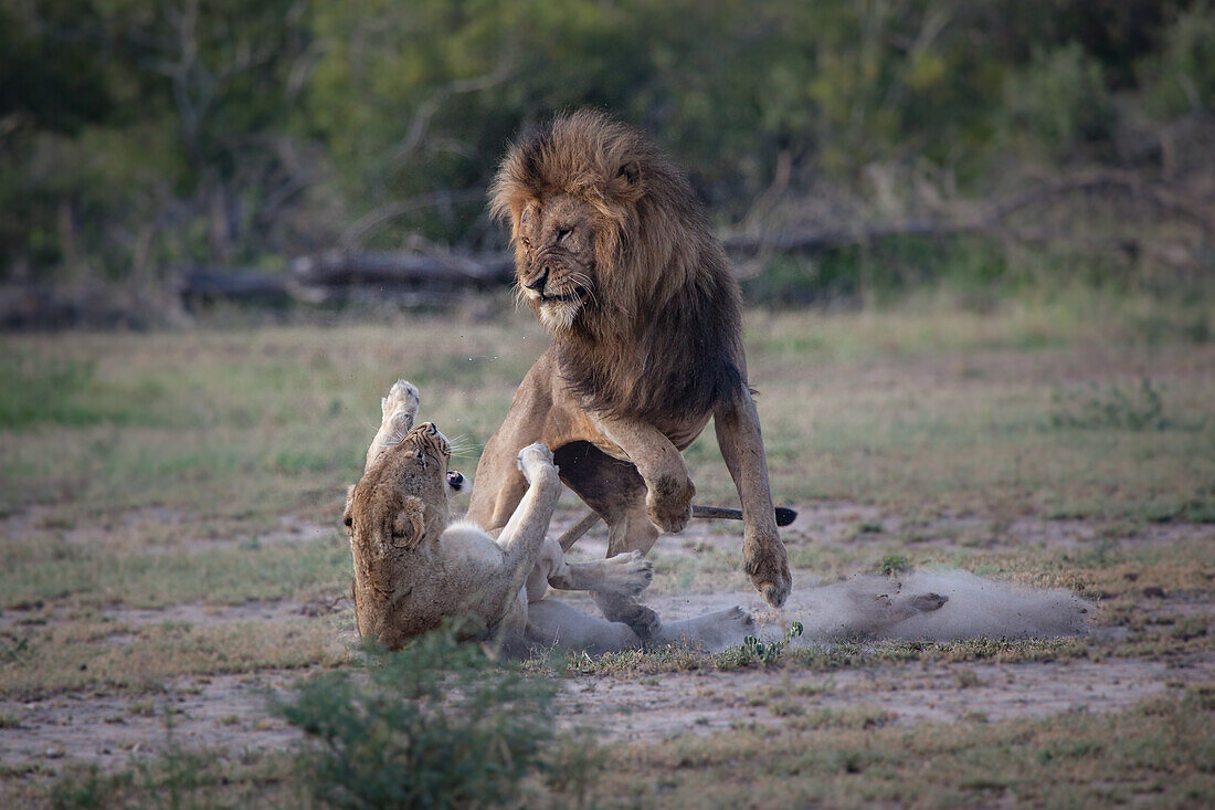 Ein männlicher und ein weiblicher Löwe, Panthera leo, kämpfen