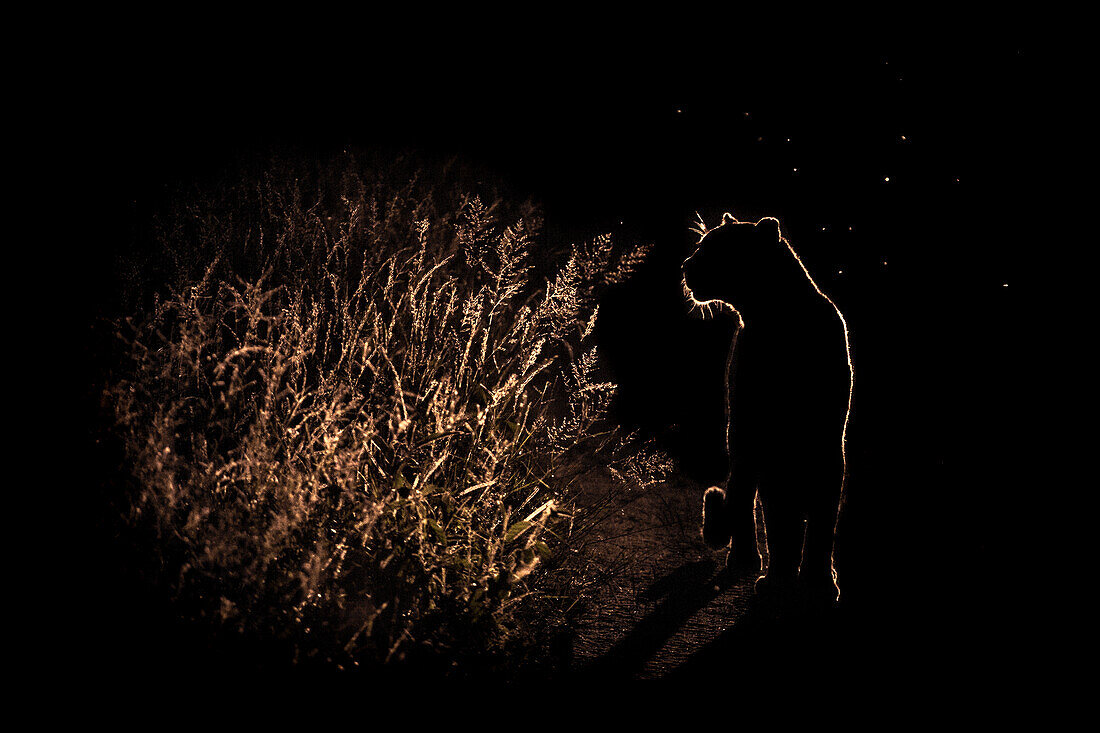 A leopard walks through long grass at night