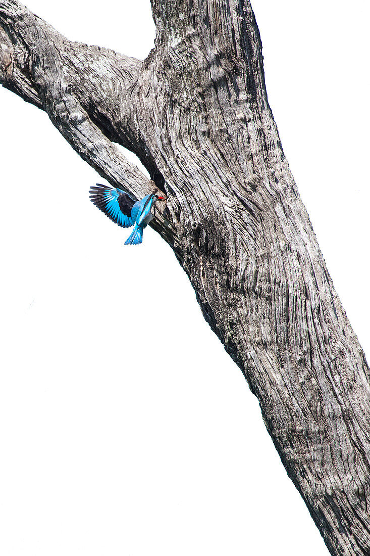 Woodland Kingfisher, Halcyon senegalensis, flies up to its nest