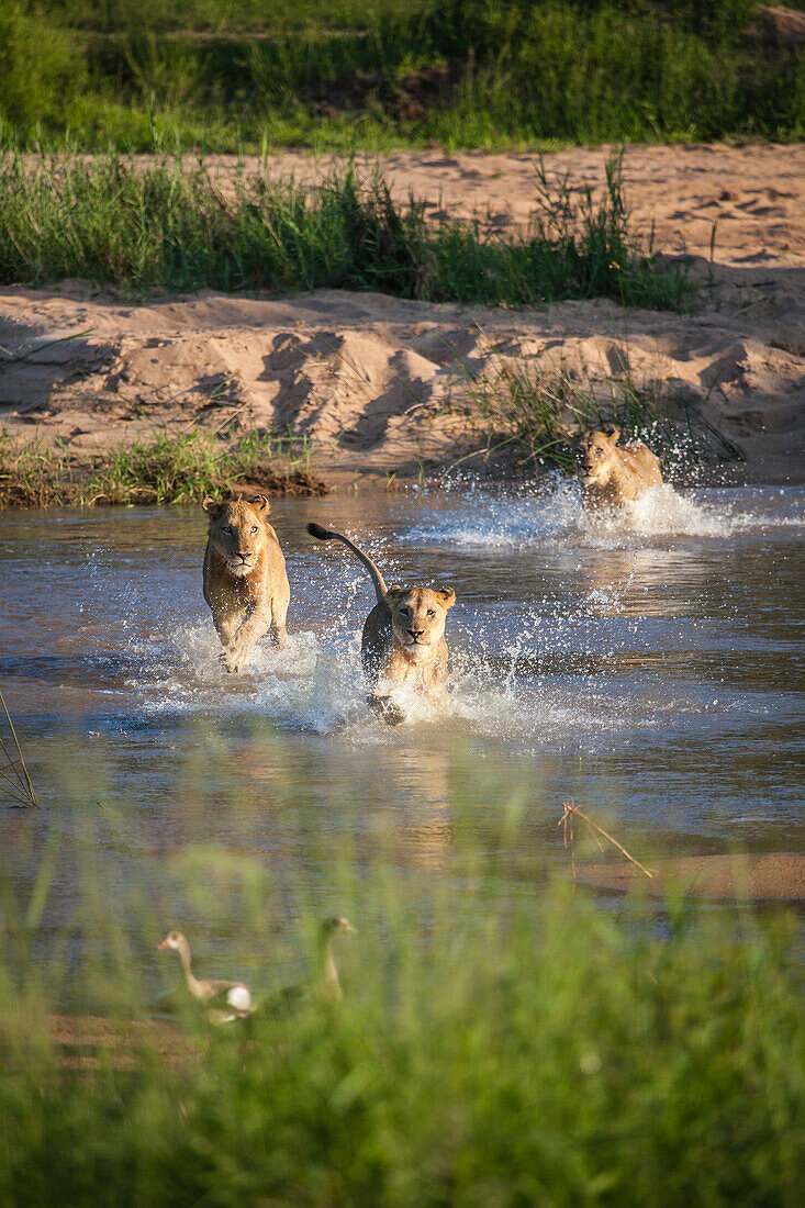 Ein Löwenrudel, Panthera leo, läuft durch einen Fluss
