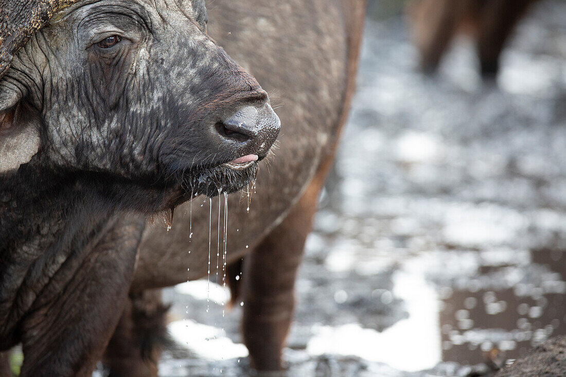 Ein Büffel, Syncerus caffer, trinkt Wasser, Wasser tropft aus seinem Maul und schaut in die Ferne