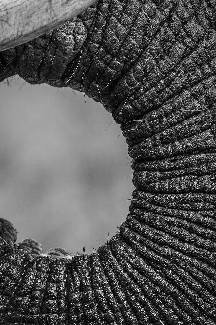 Der Rüssel eines Elefanten, Loxodonta Africana