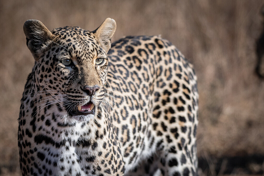 Ein Leopard, Panthera Pardus, steht in der Sonne