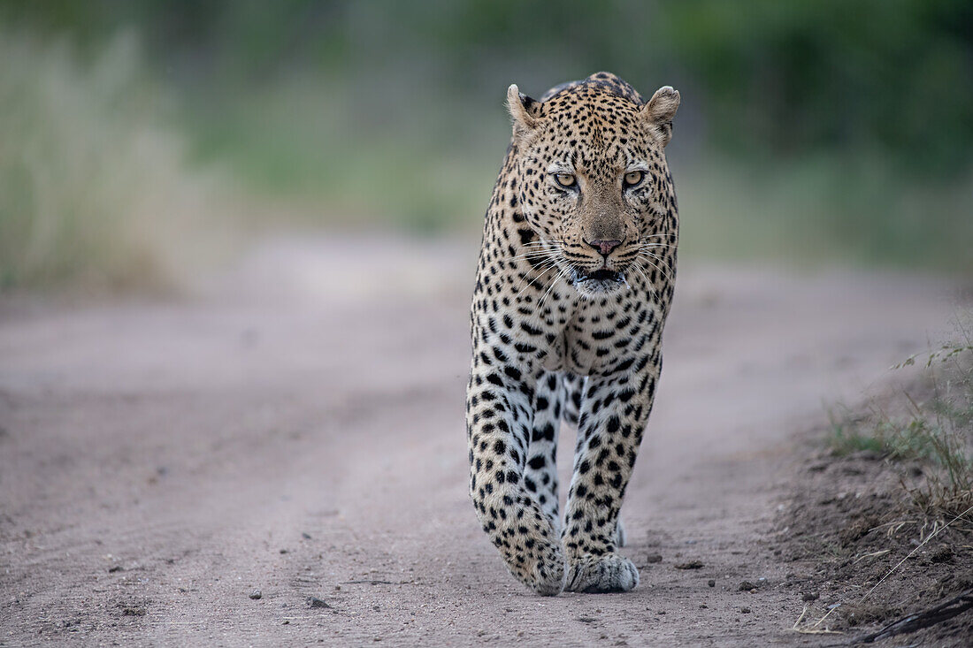 Ein männlicher Leopard, Panthera Pardus, geht einen Sandweg entlang