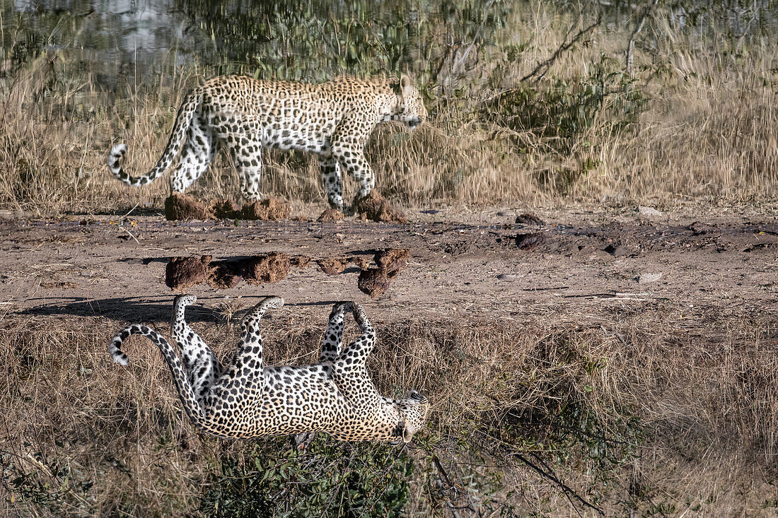 Ein Leopard, Panthera Pardus, geht an einem Wasserloch vorbei, Spiegelbild im Wasser