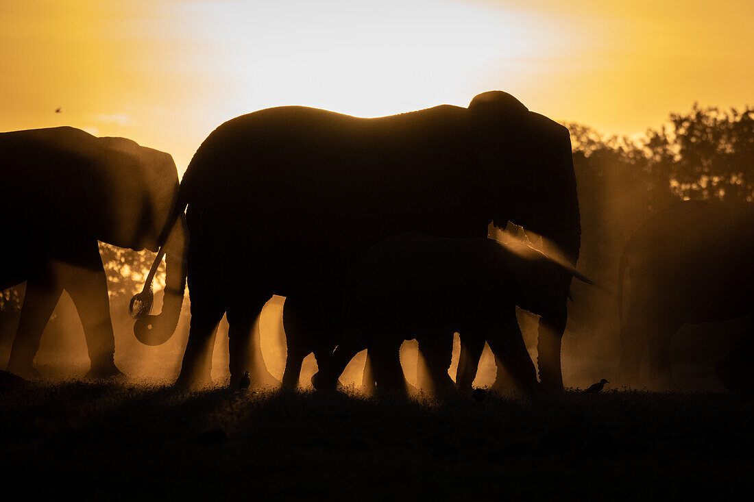 Eine Silhouette der Herde von Elefanten, Loxodonta Africana, Sonnenuntergang Hintergrund