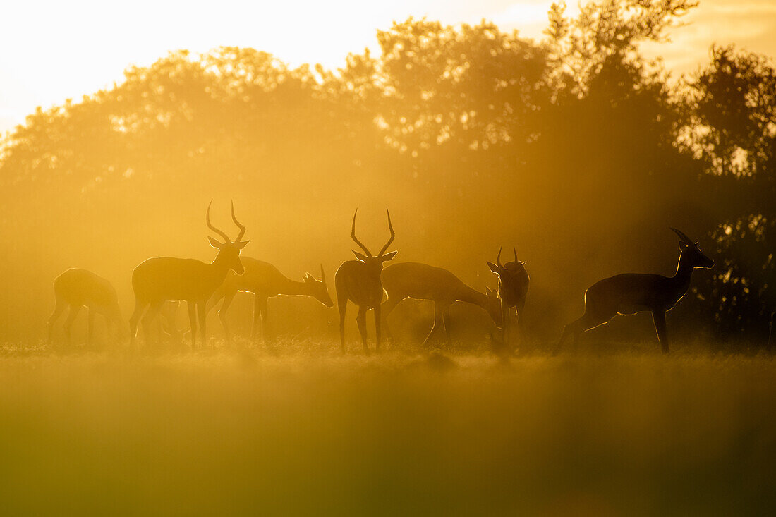 Herde von Impalas, Aepyceros Melampus, bei Sonnenuntergang, weiches Licht
