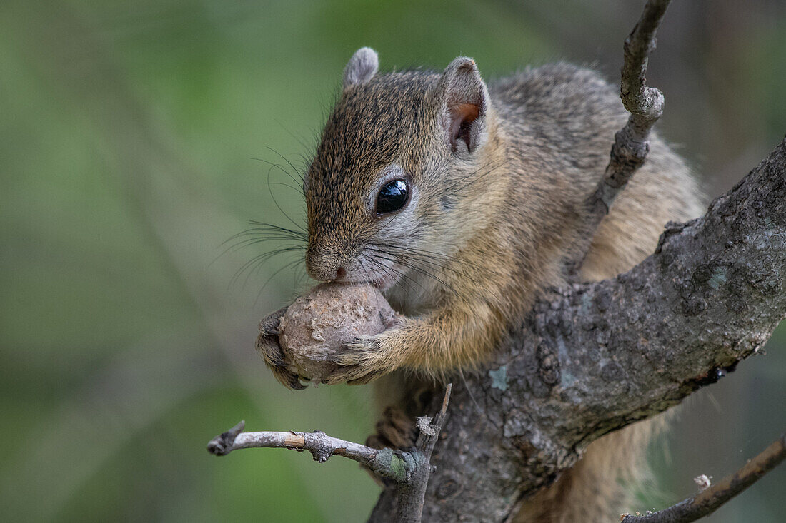 A tree squirrel, Paraxerus cepapi, holds a seed