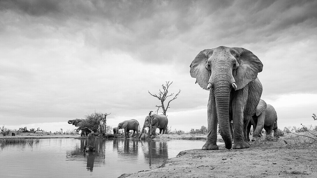 Herde von Elefanten, Loxodonta Africana, stehen um ein Wasserloch,