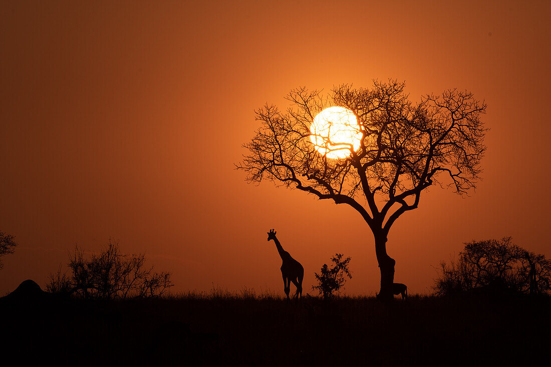 A silhouette of a giraffe at sunset