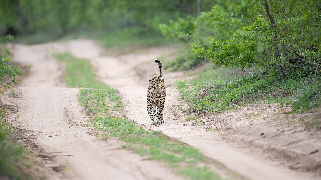 Ein männlicher Leopard, Panthera Pardus, geht mit erhobenem Schwanz auf einer zweigleisigen Spur entlang