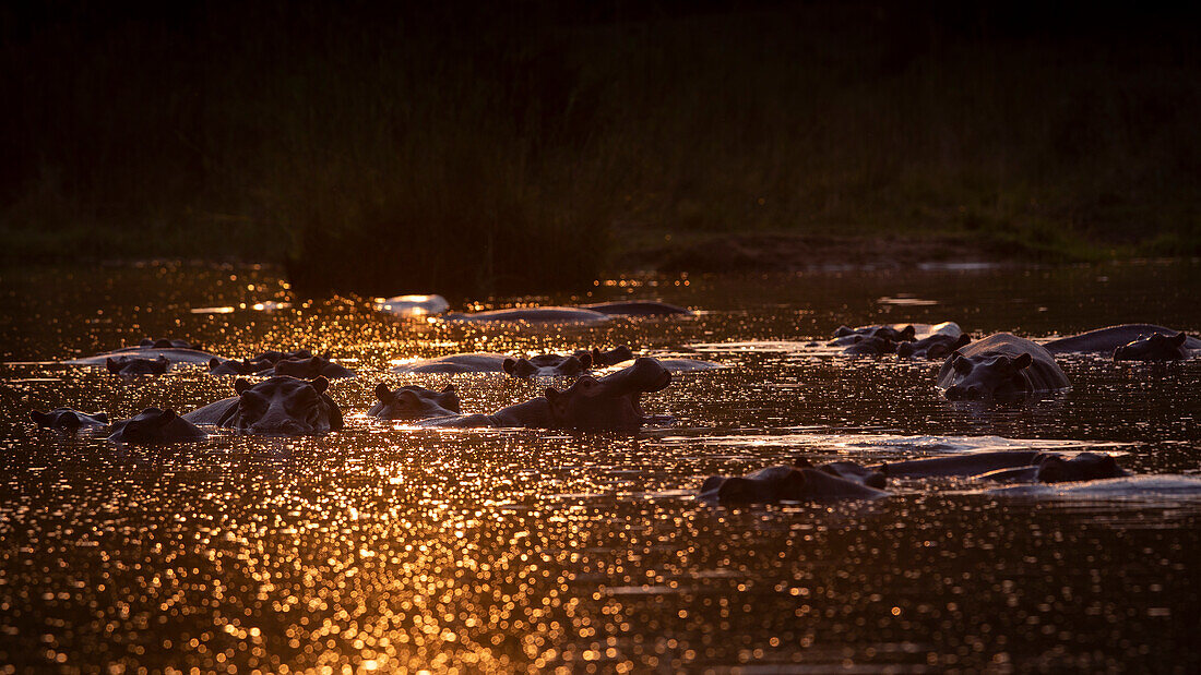 Eine Herde von Flusspferden, Hippopotamus amphibius untergetaucht, Sonnenlicht auf dem Wasser