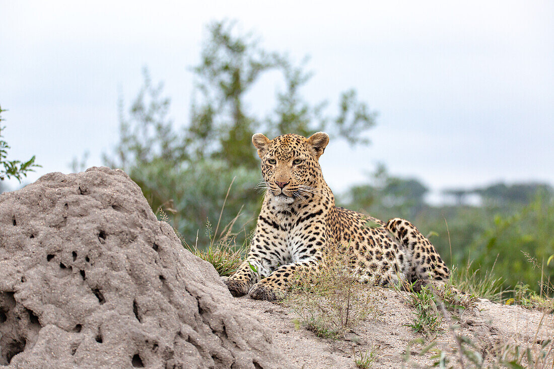 Leopard, Panthera Pardus, liegt neben einem Termitenhügel