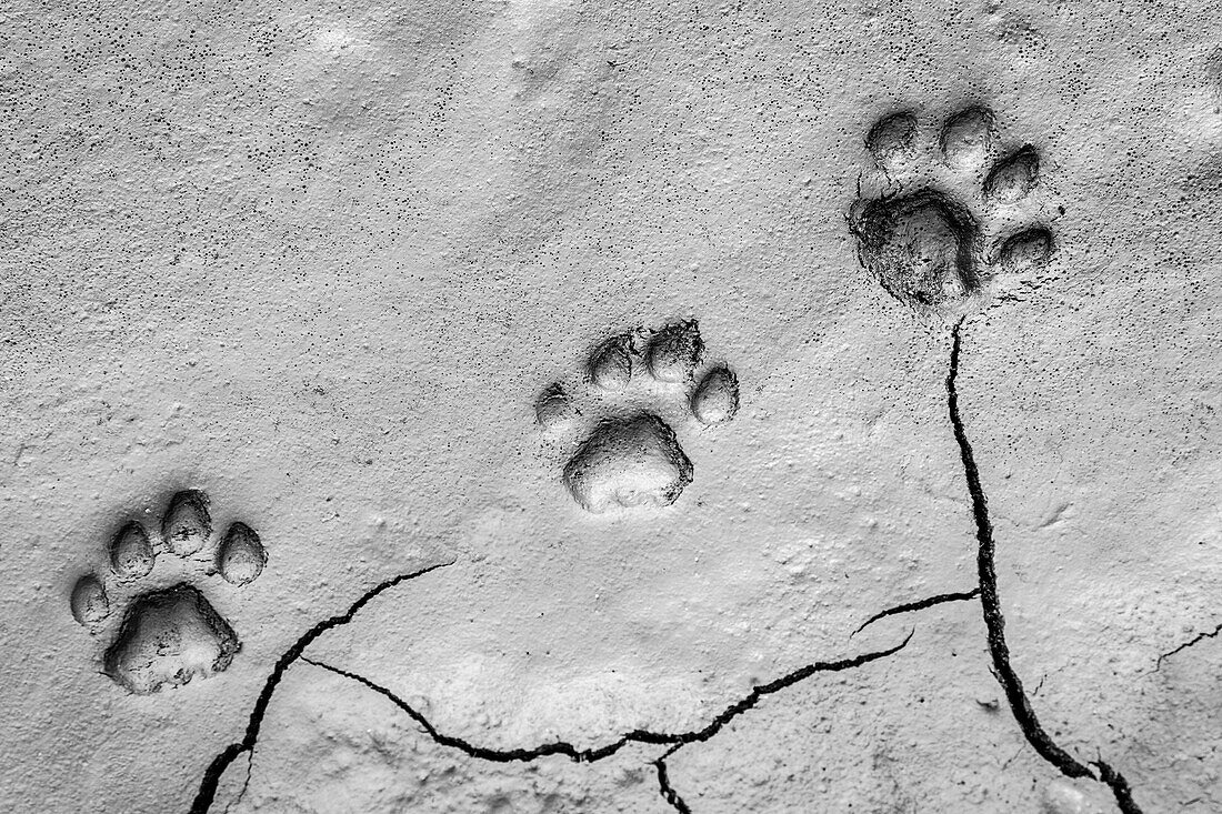 The tracks of a lion in mud, Panthera leo
