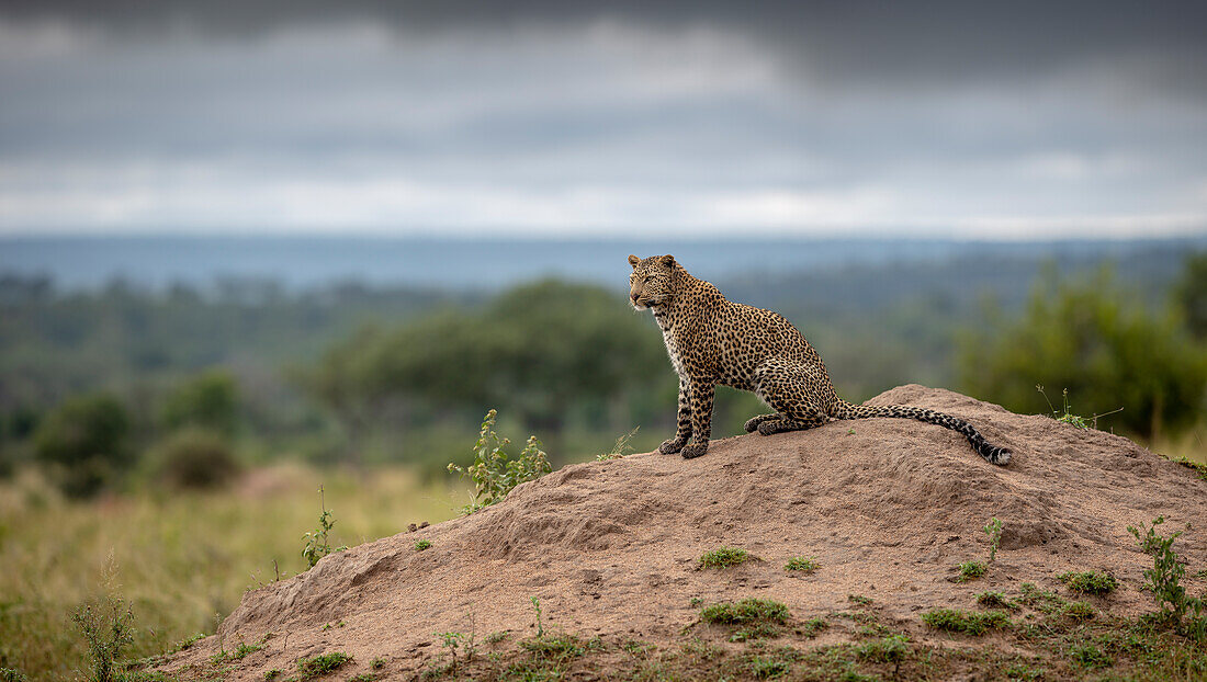 A leopard, Panthera pardus on a termite mound