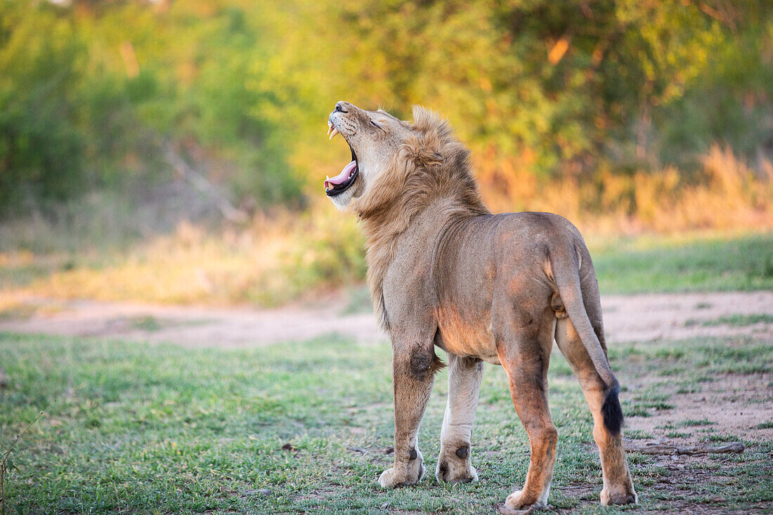 Ein männlicher Löwe, Panthera Leo, gähnt