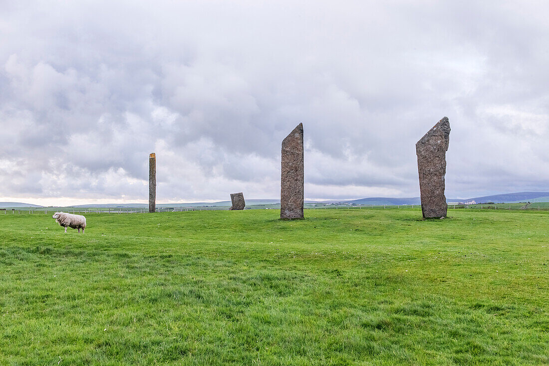 Die Stones of Stenness in Hochlandlandschaft, mit einem Schaf im Vordergrund, UK