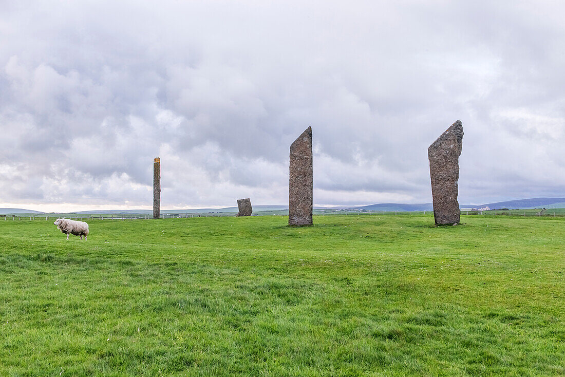 The Stones of Stenness in highland landscape, with a sheep in foreground, UK