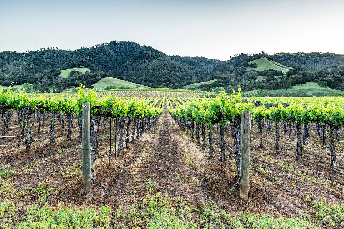 Vineyards in rural Sonoma, USA